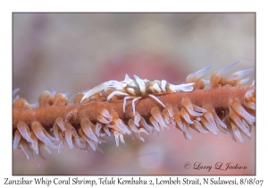 Zanzibar Whip Coral Shrimp