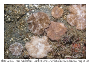 Plate Corals