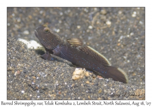 Barred Shrimpgoby variation