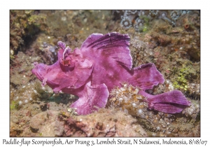 Paddle-flap Scorpionfish