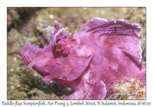 Paddle-flap Scorpionfish