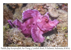 Paddle-flap Scorpionfish