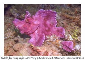 Paddle-flap Scorpionfish