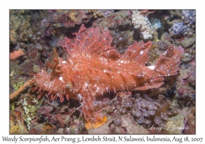 Weedy Scorpionfish