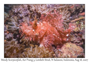 Weedy Scorpionfish