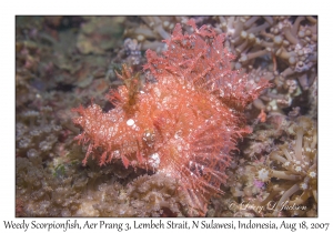 Weedy Scorpionfish