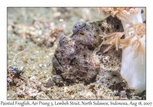 Painted Frogfish