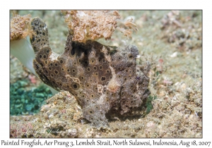 Painted Frogfish