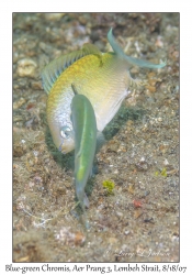 Blue-green Chromis nuptial