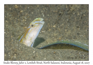 Snake Blenny