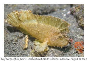 Leaf Scorpionfish