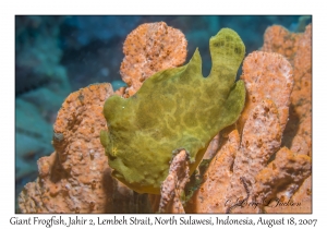 Giant Frogfish