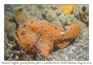 Painted Frogfish gravid female