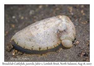 Broadclub Cuttlefish juvenile