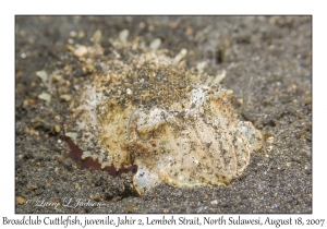 Broadclub Cuttlefish juvenile