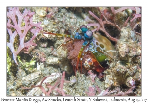 Peacock Mantis & eggs