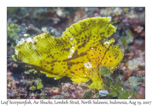 Leaf Scorpionfish