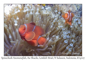 Spinecheek Anemonefish pair