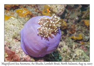 Magnificent Sea Anemone