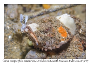 Flasher Scorpionfish