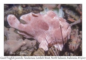 Giant Frogfish juvenile