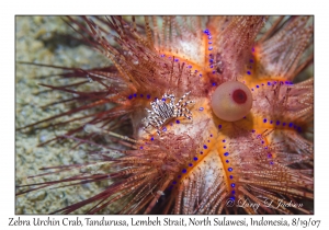 Zebra Urchin Crab