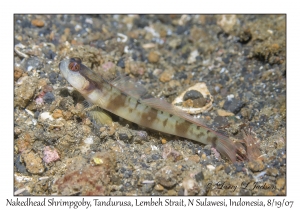 Nakedhead Shrimpgoby