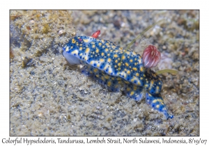 Colorful Hypselodoris