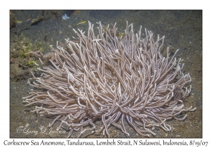 Corkscrew Sea Anemone