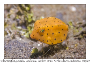 Yellow Boxfish juvenile