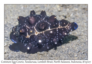 Common Egg Cowrie