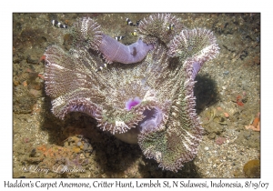 Haddon's Carpet Anemone