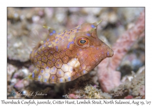 Thornback Cowfish