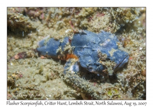 Flasher Scorpionfish