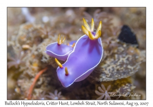 Bullock's Hypselodoris