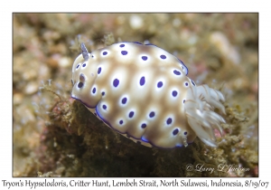 Tryon's Hypselodoris