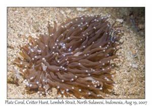 Plate Coral