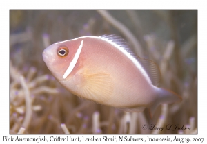 Pink Anemonefish