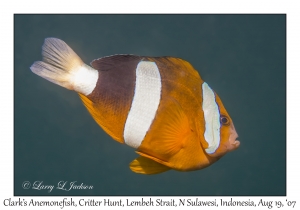 Clark's Anemonefish