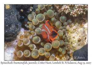 Spinecheek Anemonefish juvenile