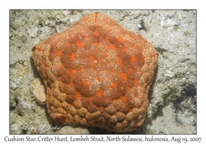 Cushion Star