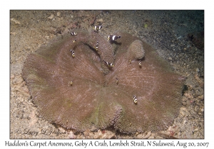 Haddon's Carpet Anemone