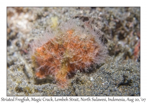 Striated Frogfish