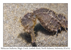 Moluccan Seahorse