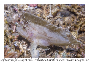 Leaf Scorpionfish