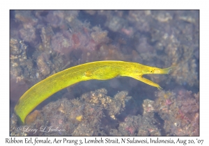 Ribbon Eel female