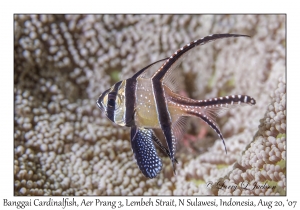 Banggai Cardinalfish