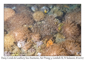 Daisy Corals & Leathery Sea Anemone