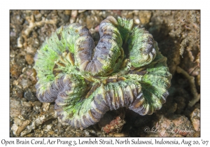 Open Brain Coral