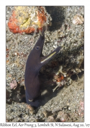 Ribbon Eel juvenile